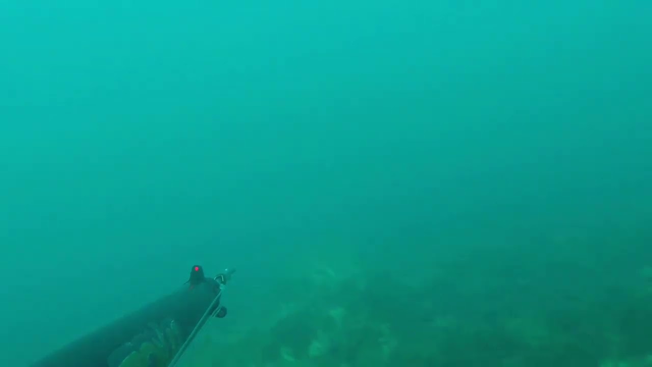 Tris di catture Team RgSpearfishing