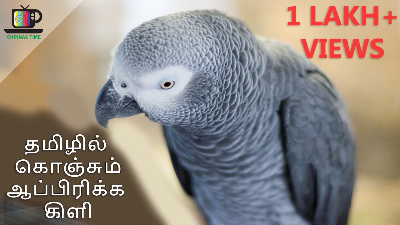 African Grey Parrot talking Tamil | Tamil talking parrot kivi | Tamil speaking grey parrot