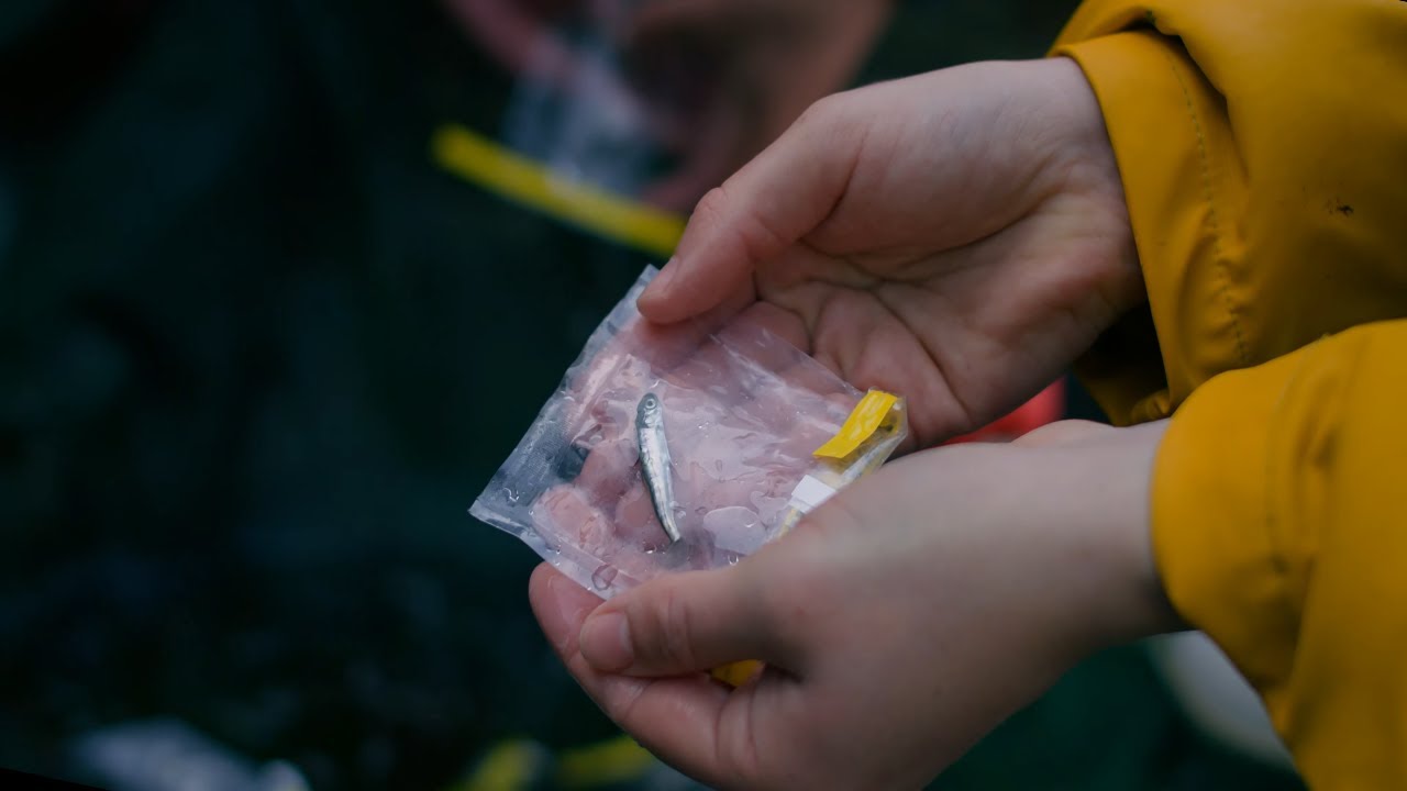 Sea Lice Monitoring on Wild Salmon | This is Aquaculture