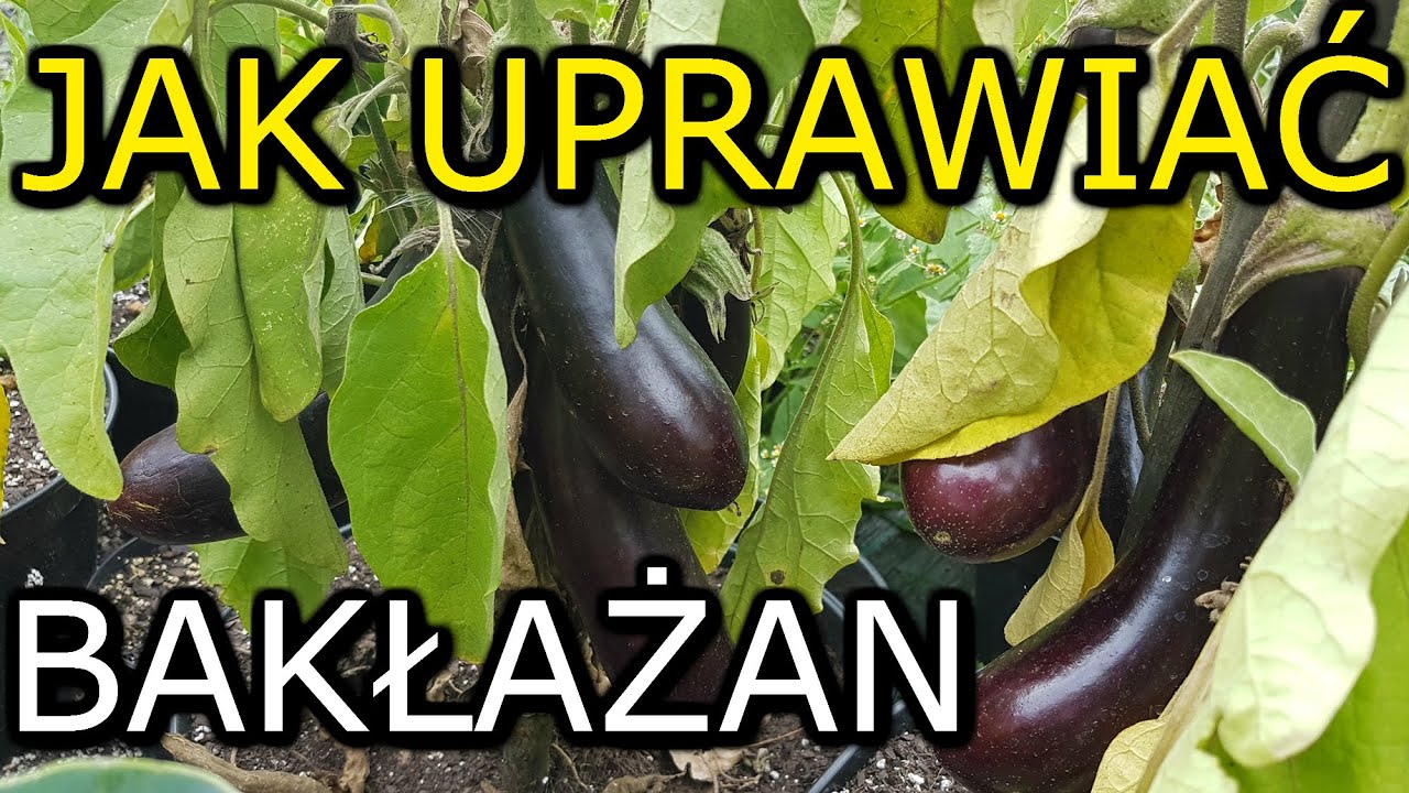 Jak uprawiać Bakłażan | Uprawa Bakłażana KROK po KROKU