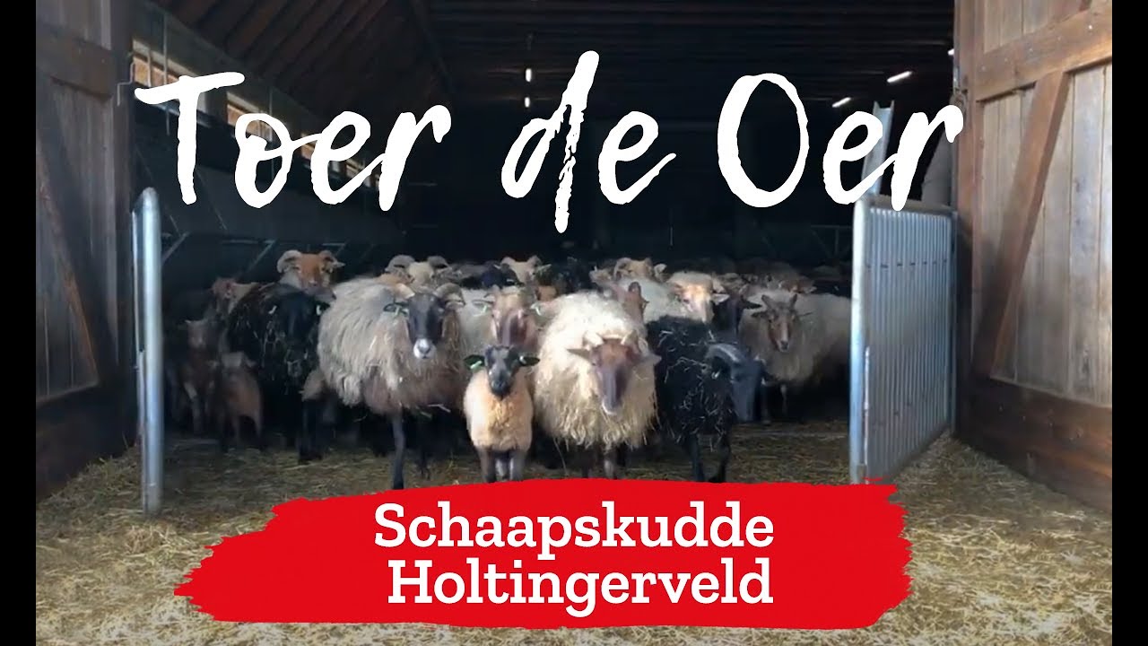 Toer de Oer | Schaapskudde Holtingerveld
