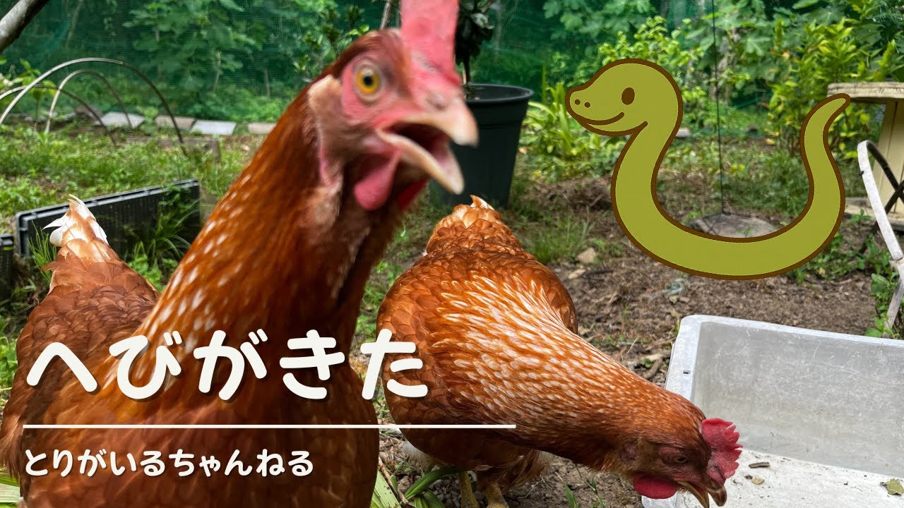 第10羽 へびがきた #ニワトリ  #とりがいる