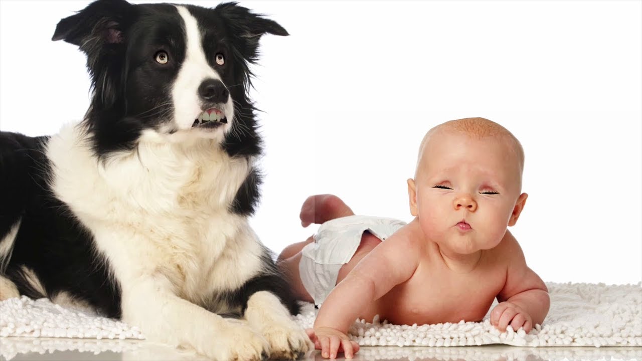 Border Collie Jouant Avec B&eacute;b&eacute; - chien et b&eacute;b&eacute; sont les meilleurs amis