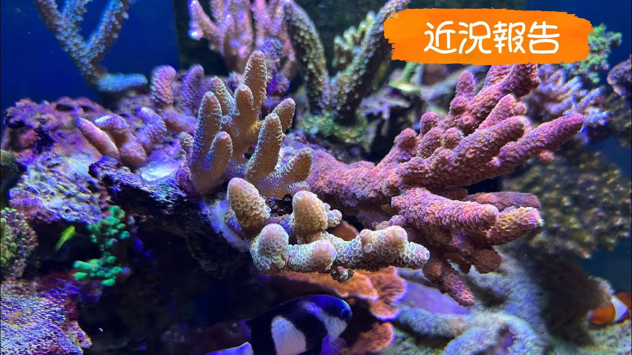 ミドリイシ&ハタゴ水槽　一進一退の日々【海水魚水槽】【サンゴ】