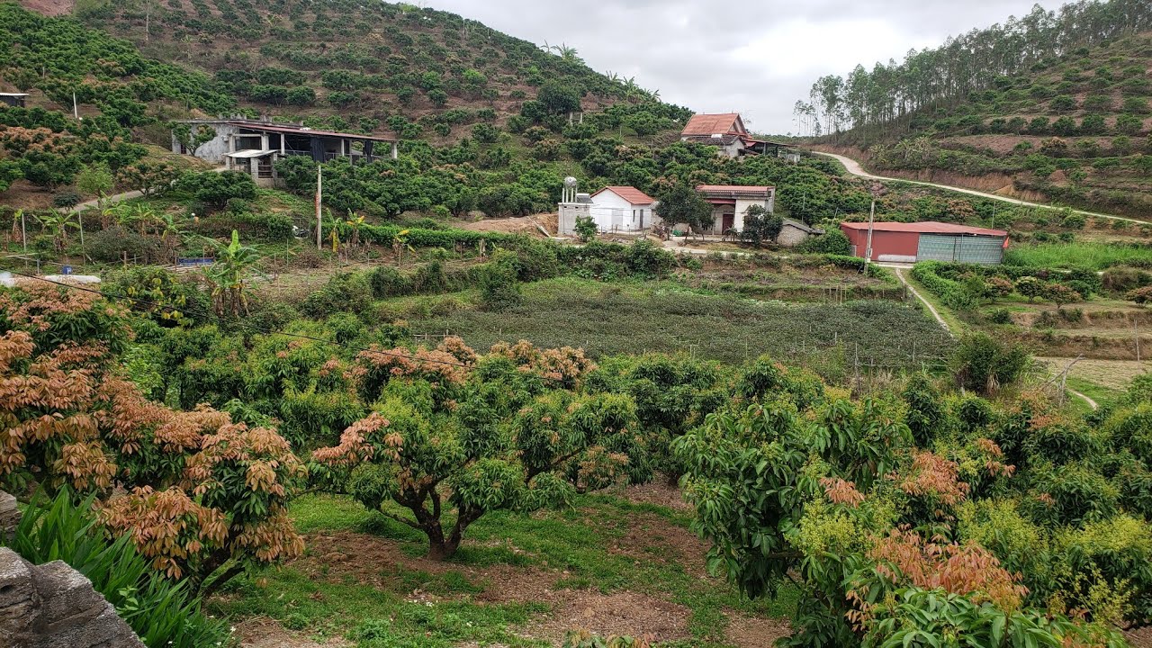 Vải nhà Sim đủ lộc thì nghẹn, thiếu lộc cũng đã ra lộc