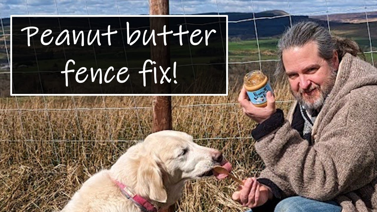 Use peanut butter on badger gates to stop badgers destroying your fence!