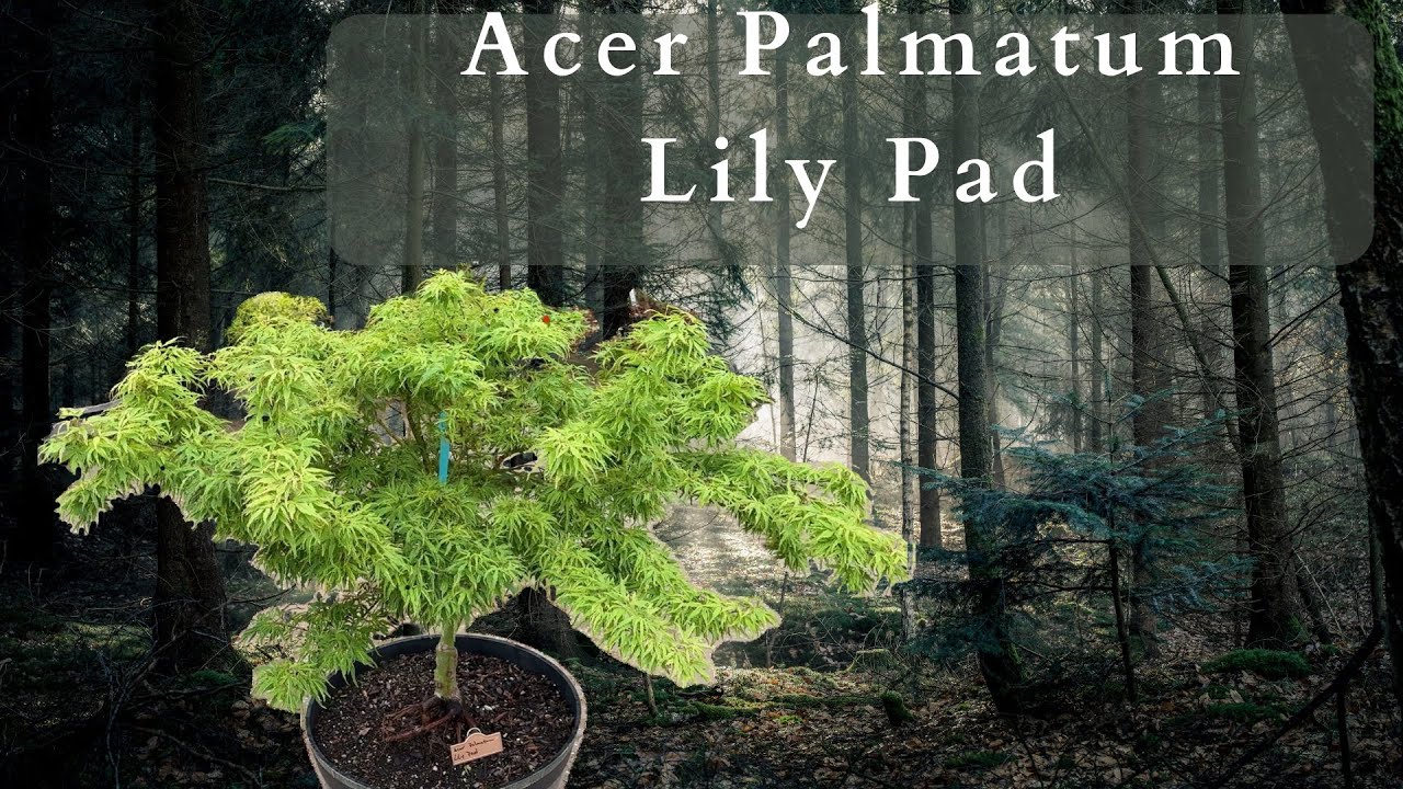 Клён японский дланевидный (Acer Palmatum Lily Pad) &ndash; великолепное дополнение к вашему саду