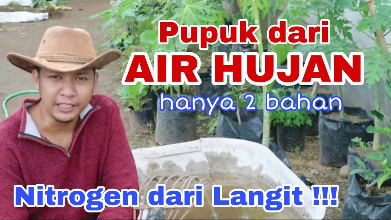 Pupuk Air Hujan, Hanya 2 bahan saja Anti Ribet!!!