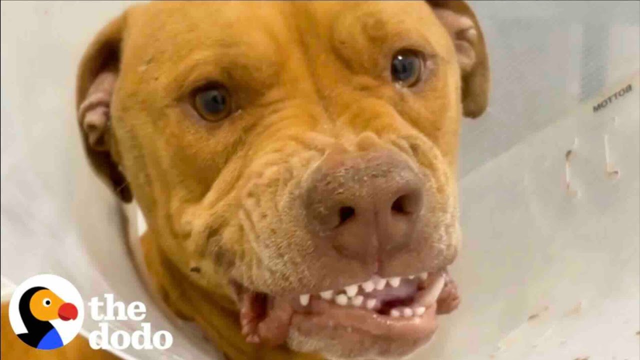 Scared, Growling Pittie Transforms Into A Lovebug | The Dodo