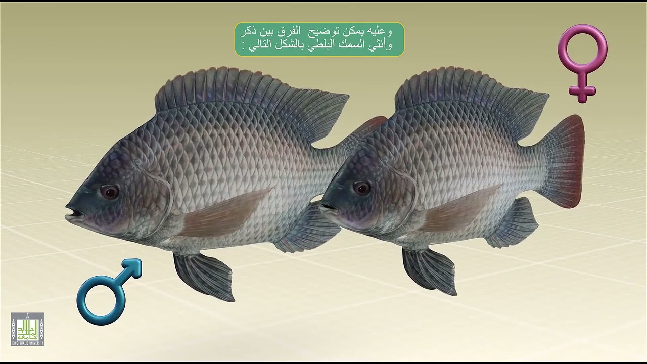 سمكة البلطي - الجهاز البولي التناسلي
