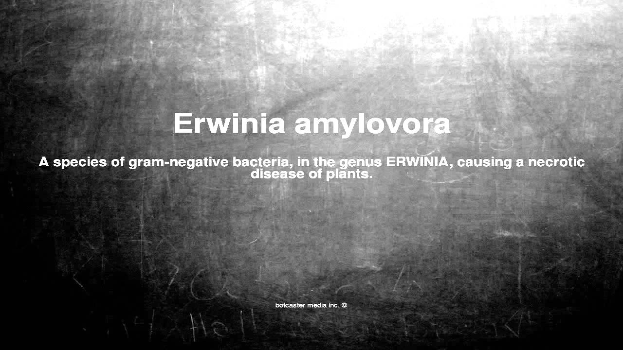 Medical vocabulary: What does Erwinia amylovora mean