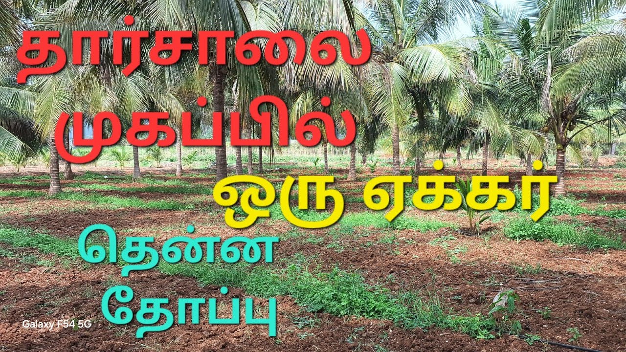 236 ) சேலம் மாவட்டம் வேப்பிலைபட்டி அருகில் ஒரு ஏக்கர் தென்ன தோப்பு விற்பனைக்கு .