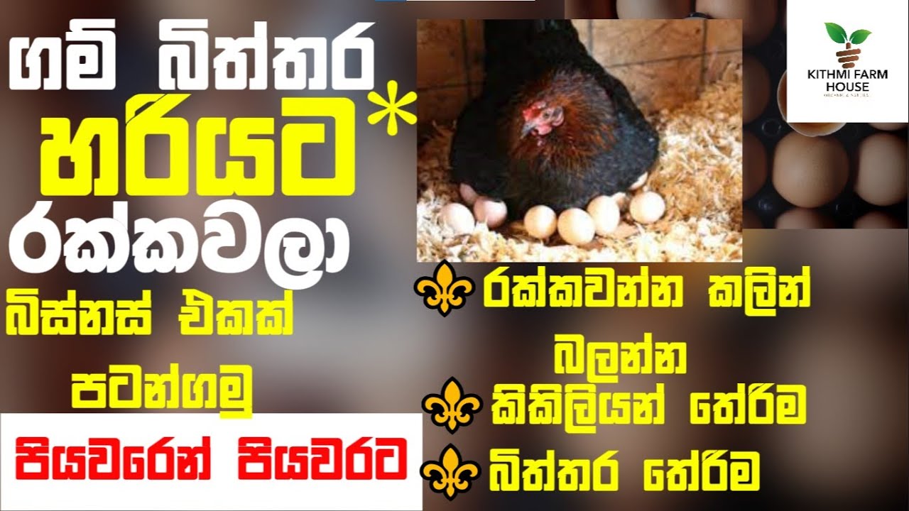 How to incubate eggs by hens? |ලක්ෂ ගණන් සල්ලි හොයන්න බිත්තර රක්කවමු 🤑| KITHMI  FARM HOUSE