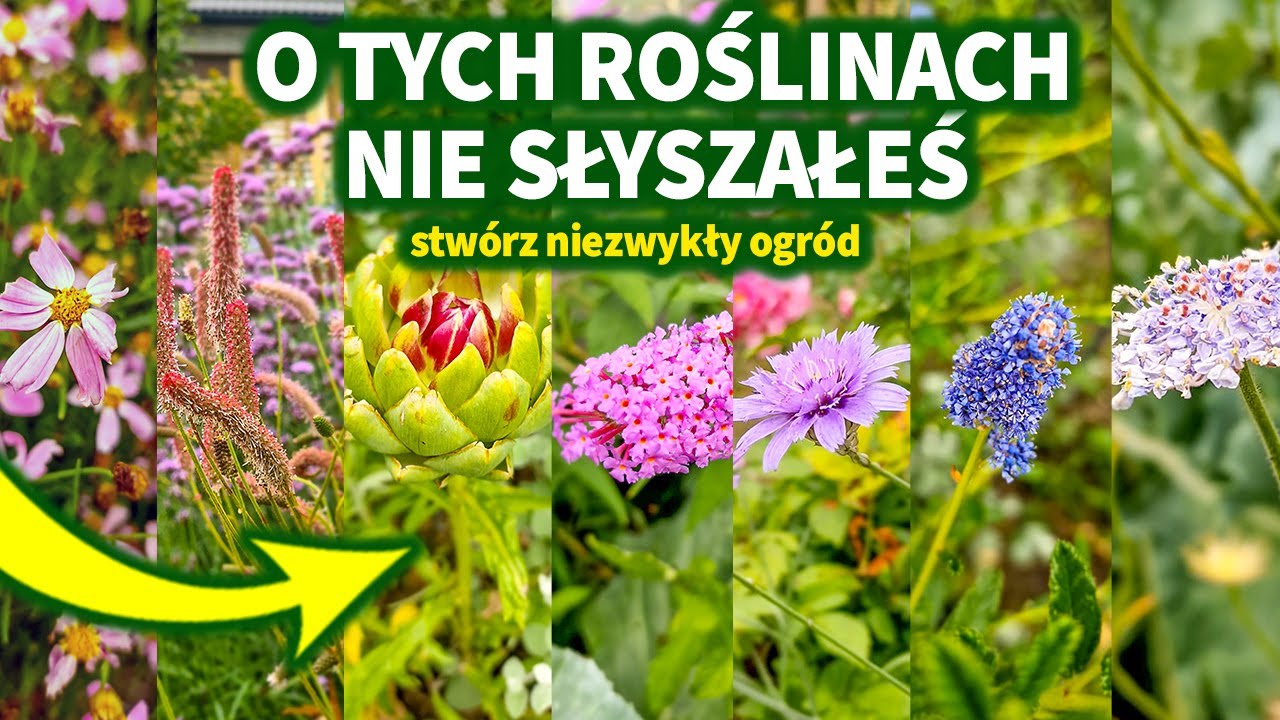 Rarytasy do ogrodu. Niezwykłe rośliny do ogrodu. Niebieskie kwiaty