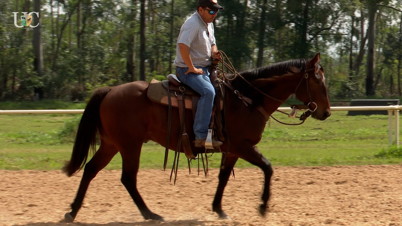 O cavalo chegou barrigudo