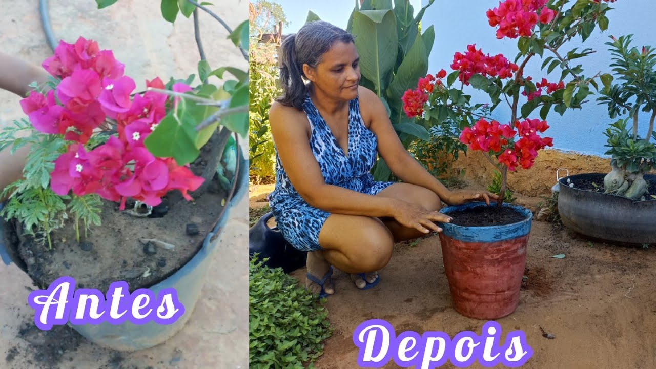 estou cultivando primavera ( bougainvillea) em vaso, olha como está linda