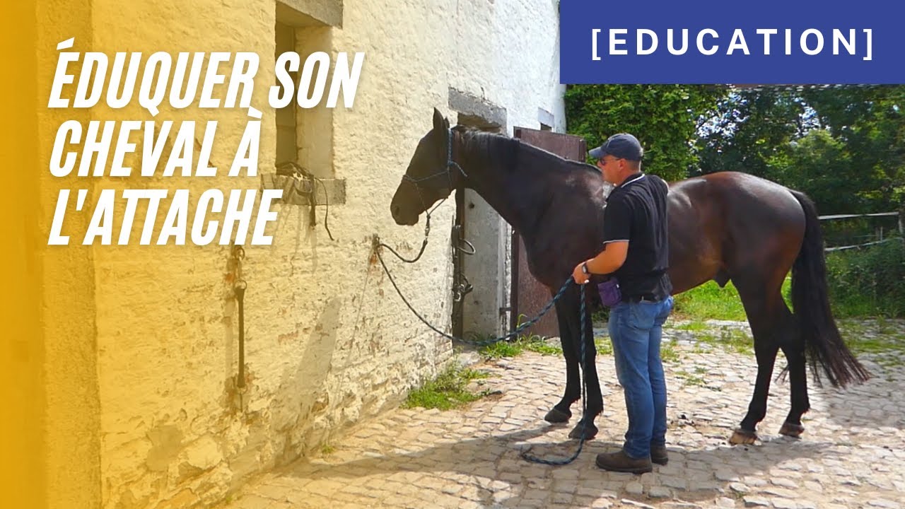 [Education] - Apprendre à mon cheval à rester à l'attache ?
