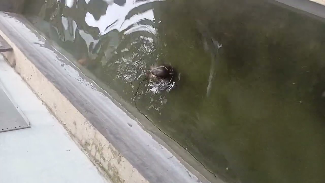 Beginilah other berang berang menangkap ikan 