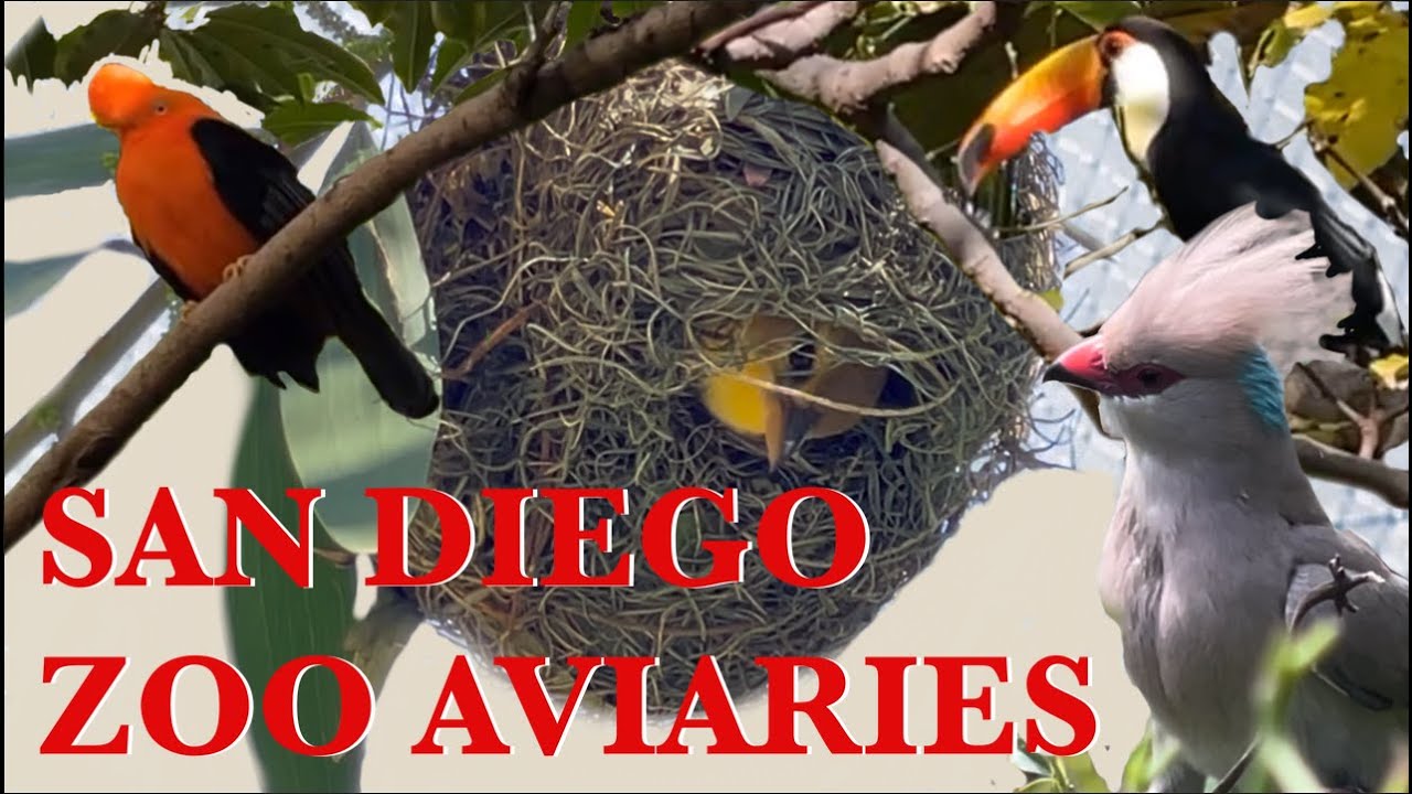 Ultimate San Diego Zoo Aviaries 1 Hour with Relaxing Music 4K