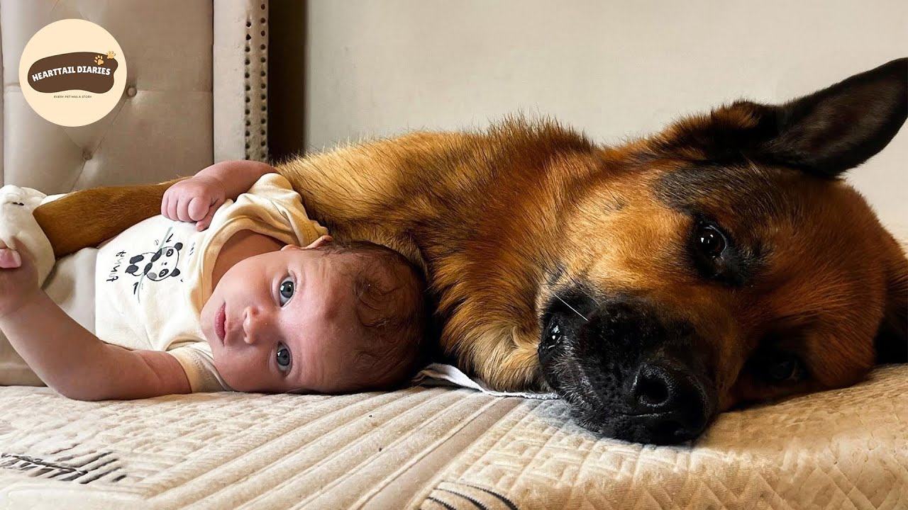 Gentle Giant Dog Becomes the Sweetest Guardian to His Baby Brother