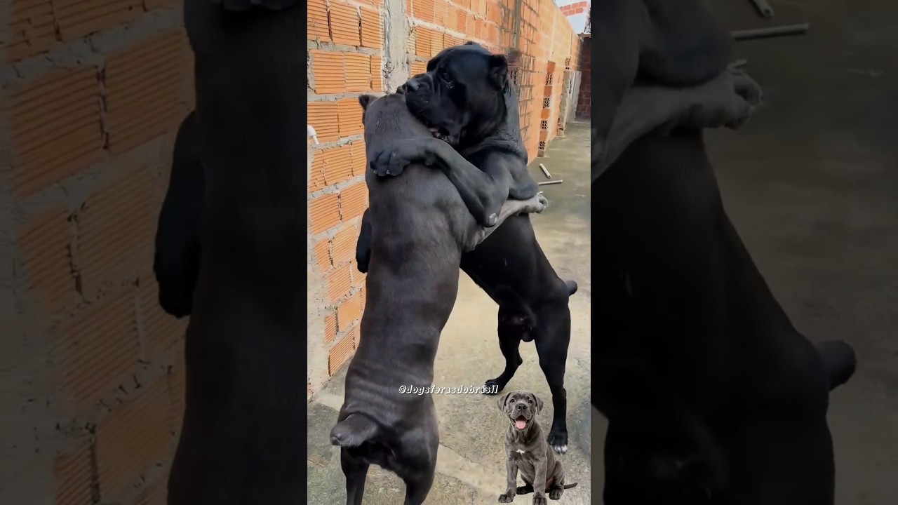 Cane corso macho ou f&ecirc;mea, qual &eacute; melhor para criar? 😅🤣 #cachorro #canecorso #humor #comedia #pet