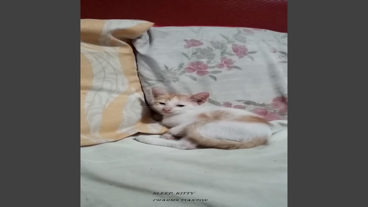 Sleep,Kitty