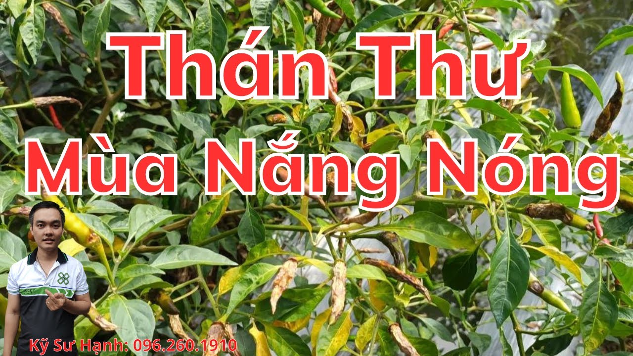 Chăm Sóc Ruộng Ớt Bị Thán Thư, Thối Trái  Mùa Nắng