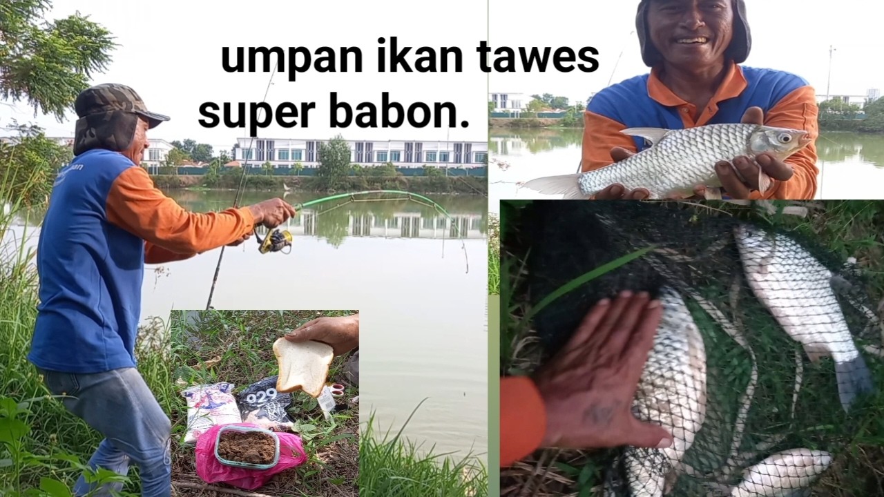 Umpan ikan lampam ,atau ikan tawes super jumbo. Dengan umpan istimewa di jamin gacor