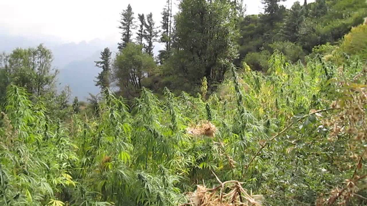 Himalayan CANNABIS garden