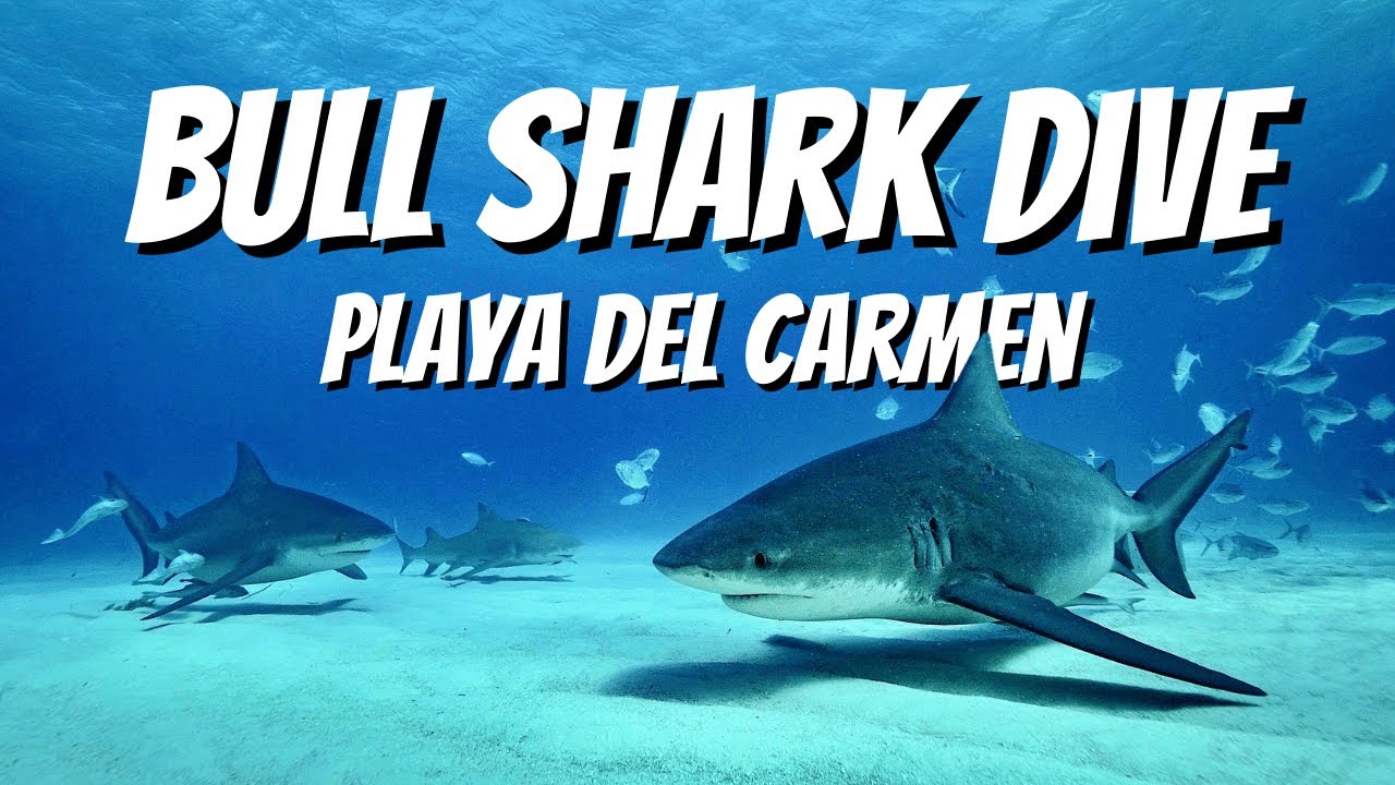 Bull Shark Dive | Playa Del Carmen | Mexico