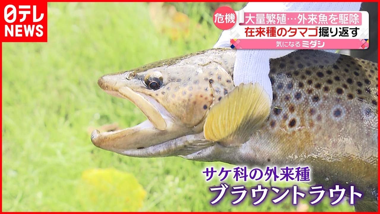 【駆除】ブラウントラウトが大量繁殖 在来種を脅かす