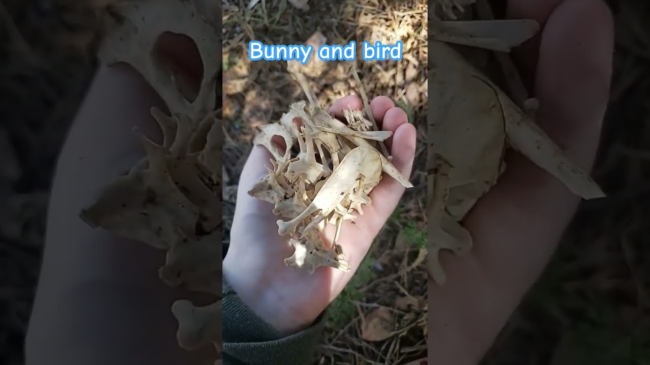 bone hunting #vultureculture #taxidermy #bones #bone #therian #therianthropy #quadrobics #quads
