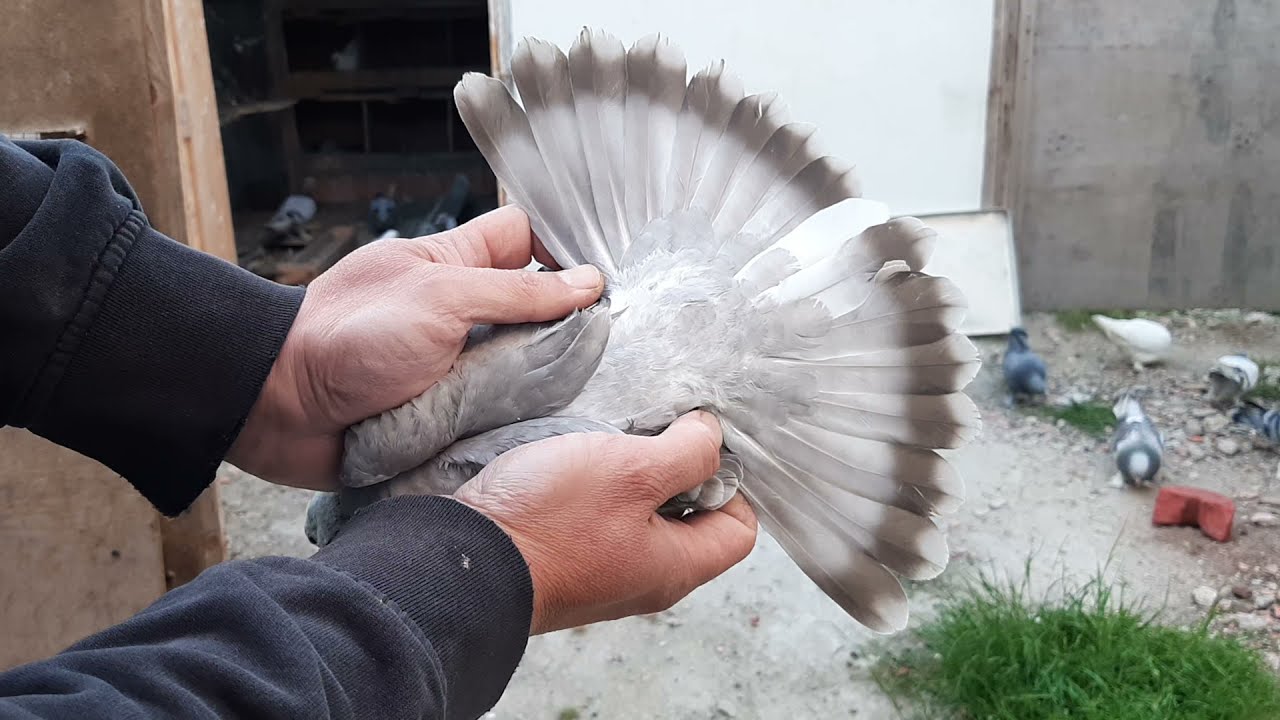GÜVERCİNLERDE SOY ANNEDEN Mİ BABADAN MI ? GELİR BİRDE BENDEN DİNLEYİN!!!