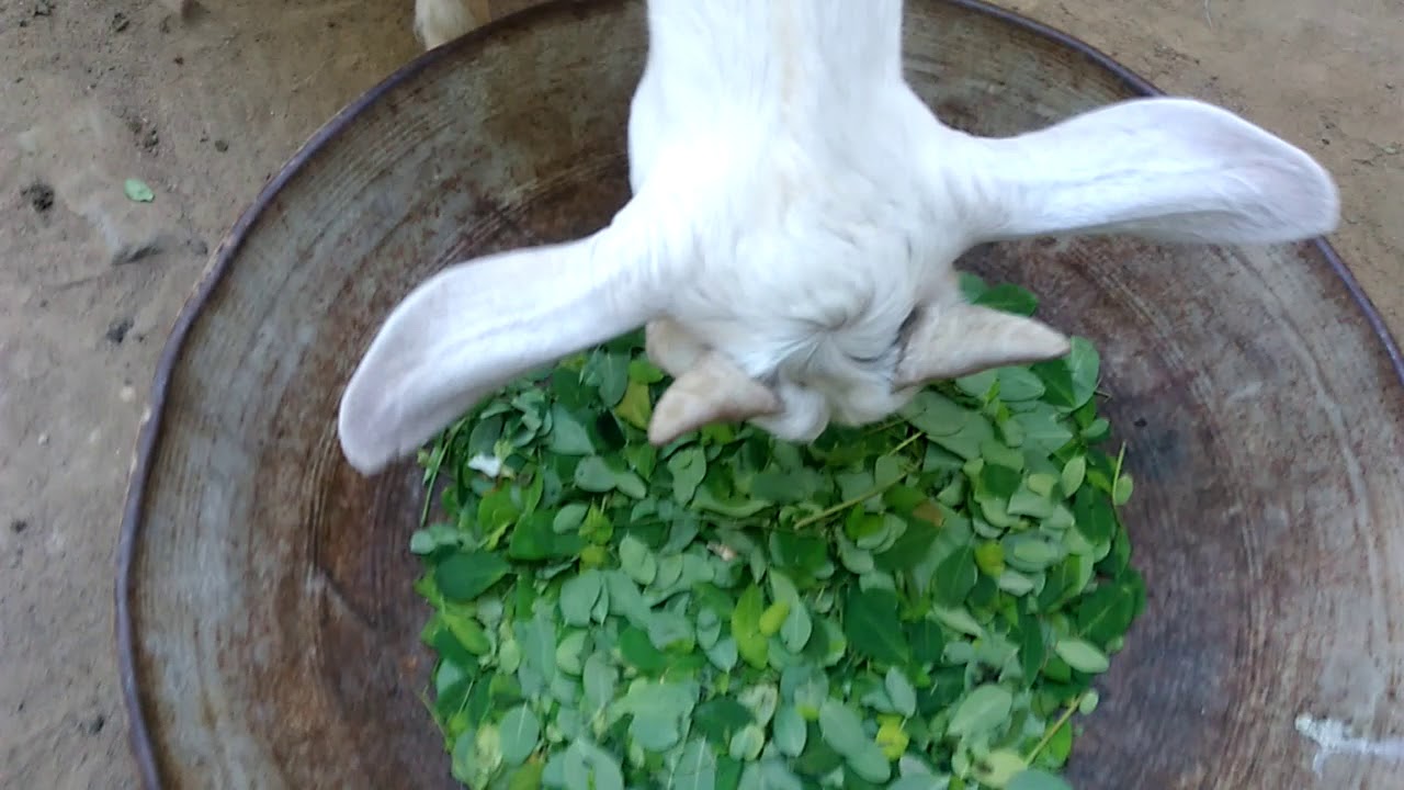how to care  pygmy goat kid in tamil