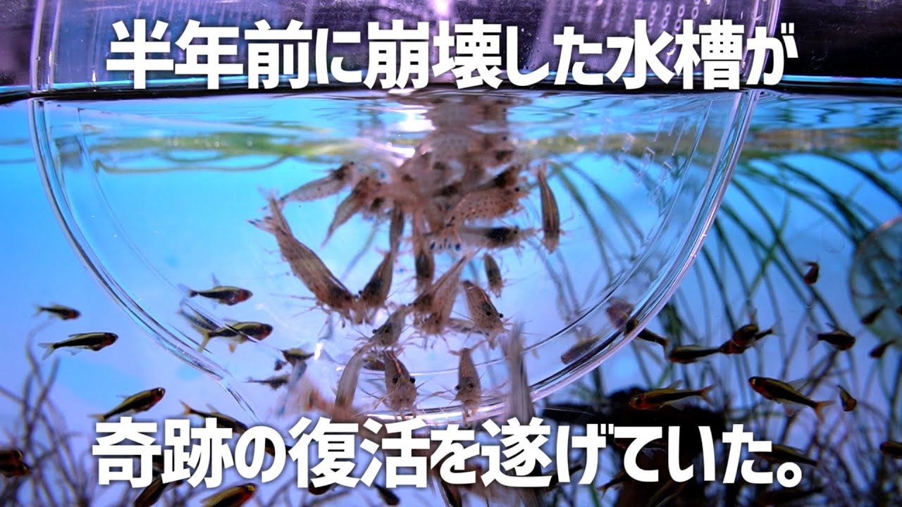 半年前にもう無理だと諦めてたあの水槽が不死鳥のように復活。＃457【アクアリウム】