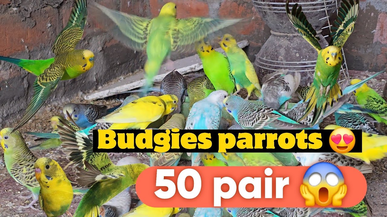 50 Pair Budgies parrots 🦜 / 50जोड़े बजरि तोते 