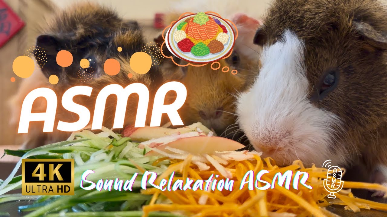 CNY Special 🧧 Guinea Pigs Enjoy Yee Sang | ASMR 4K