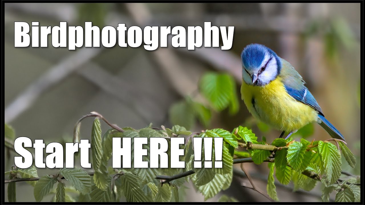 Learn how to Birdphotography, step by step and with my key points to success.