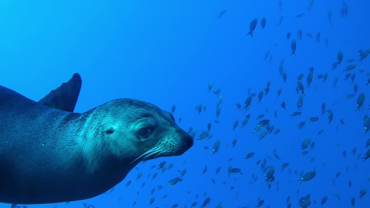 Sea Lion At Las Animas Sea of Cortez