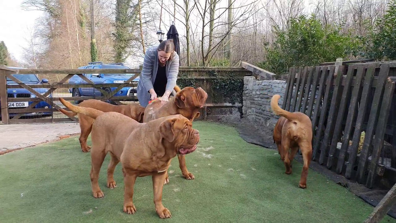 The best Dogue de Bordeaux Brush, Mastiff Grooming, deshedding tool 🐾