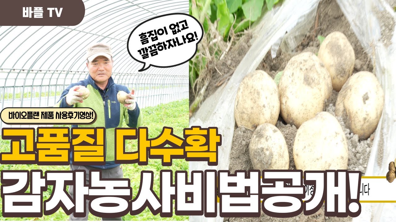 [바플티비]감자농사 이렇게나 많이 수확하는지 몰랐네요