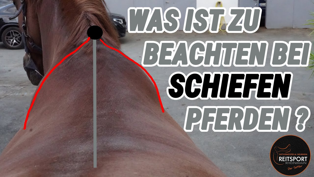 Was ist zu beachten bei schiefen Pferden ? | Reitsport-Rheinmain