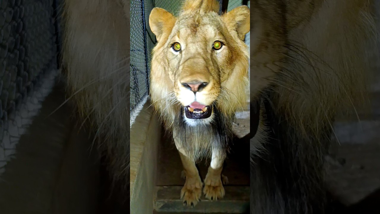 BARBAY LION ROMEO 😱🦁❤️ #animalloverofpakistan #faiziwildlife #romeowildlifefarm #barbarylion #lion