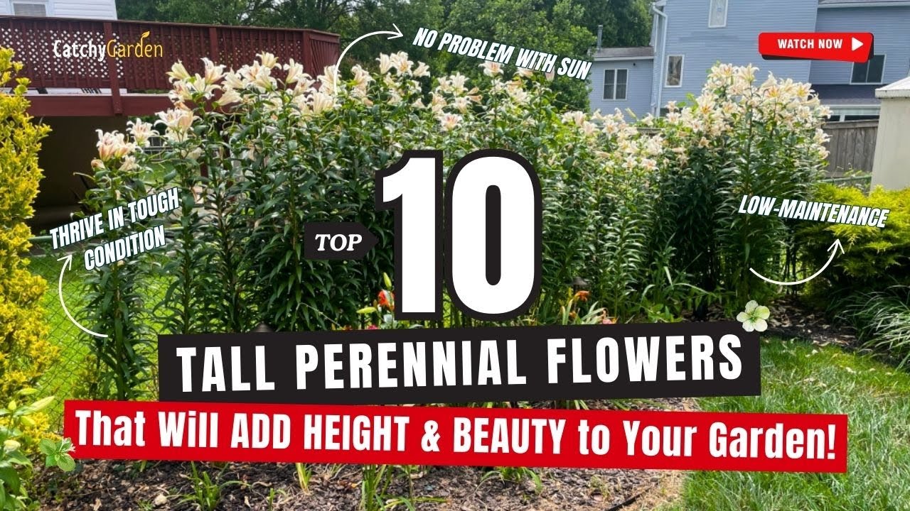 TOP 10 Tall Perennial Flowers That Will ADD HEIGHT & BEAUTY to Your Garden! 🌻🌸🌱