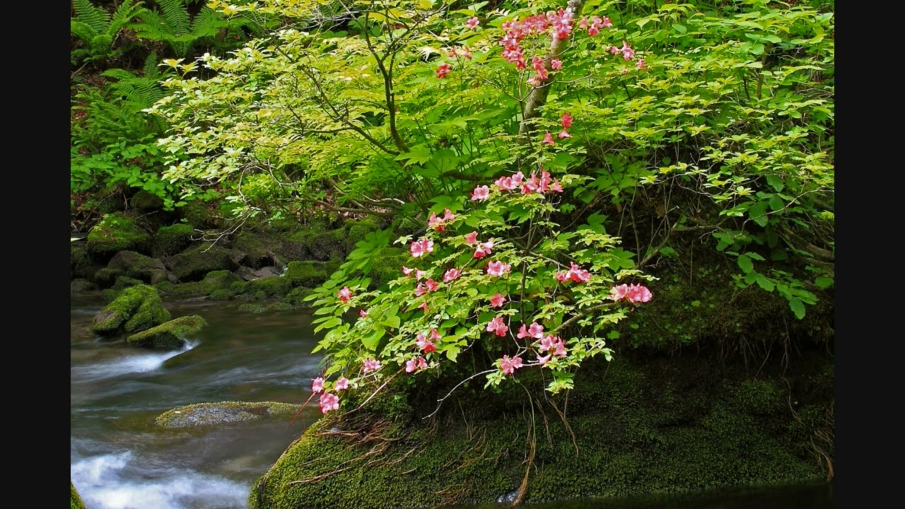 奥入瀬渓流 2009 2011 再編集