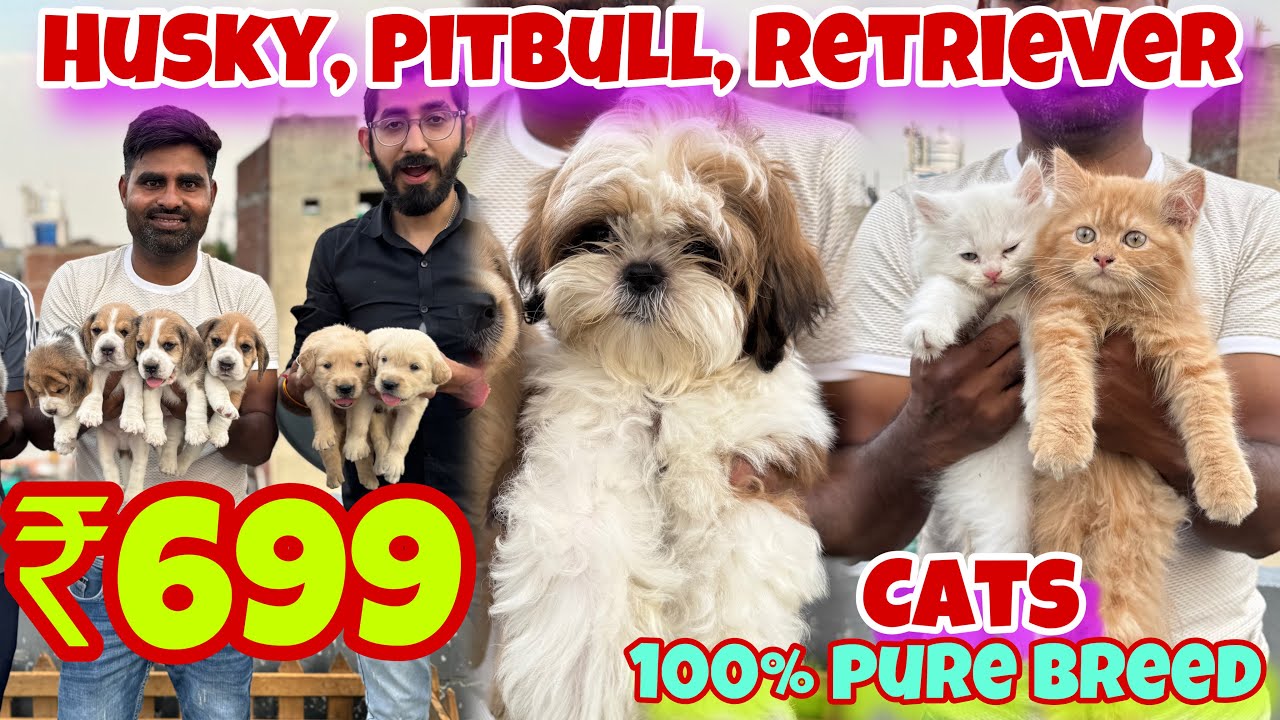 Cheapest Dogs Market in Delhi | German Shepherd, Husky, Pitbull, Cats | AK PET SHOP, SOUTH DELHI