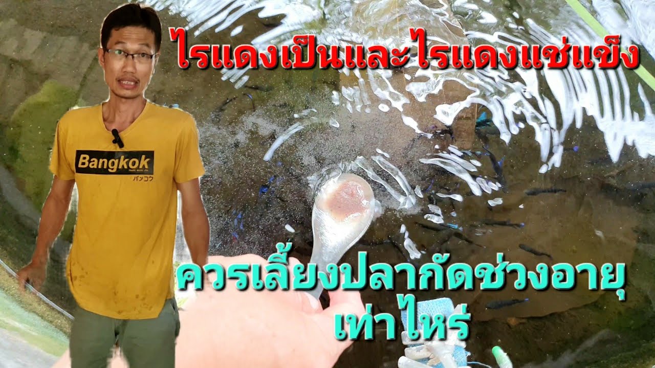 ไรแดงแช่แข็งควรเลี้ยงปลากัดตอนอายุเท่าไหร่