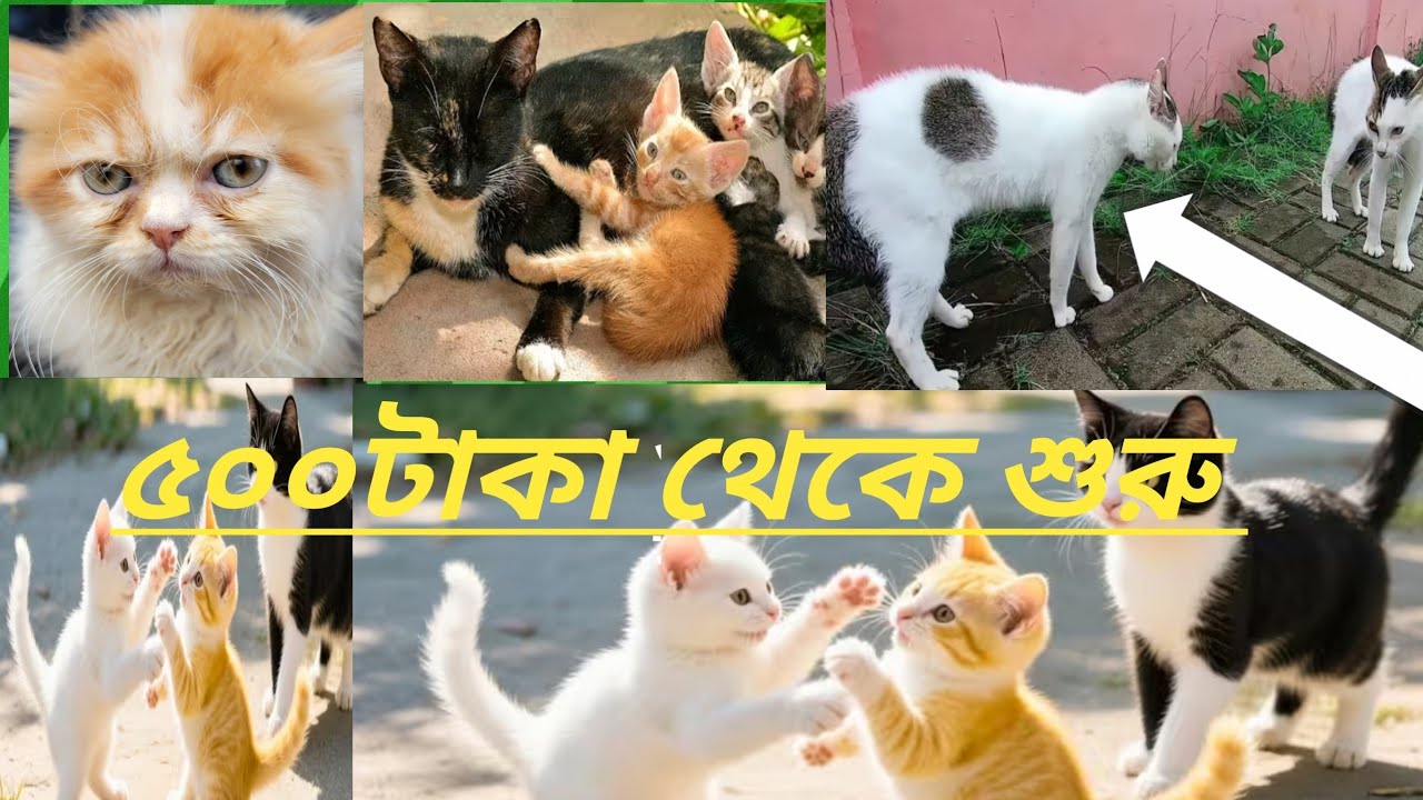 ৫০০টাকা থেকে বিড়াল।মিরপুর১ বিড়াল হাট। Milon&petsn।persiancat।