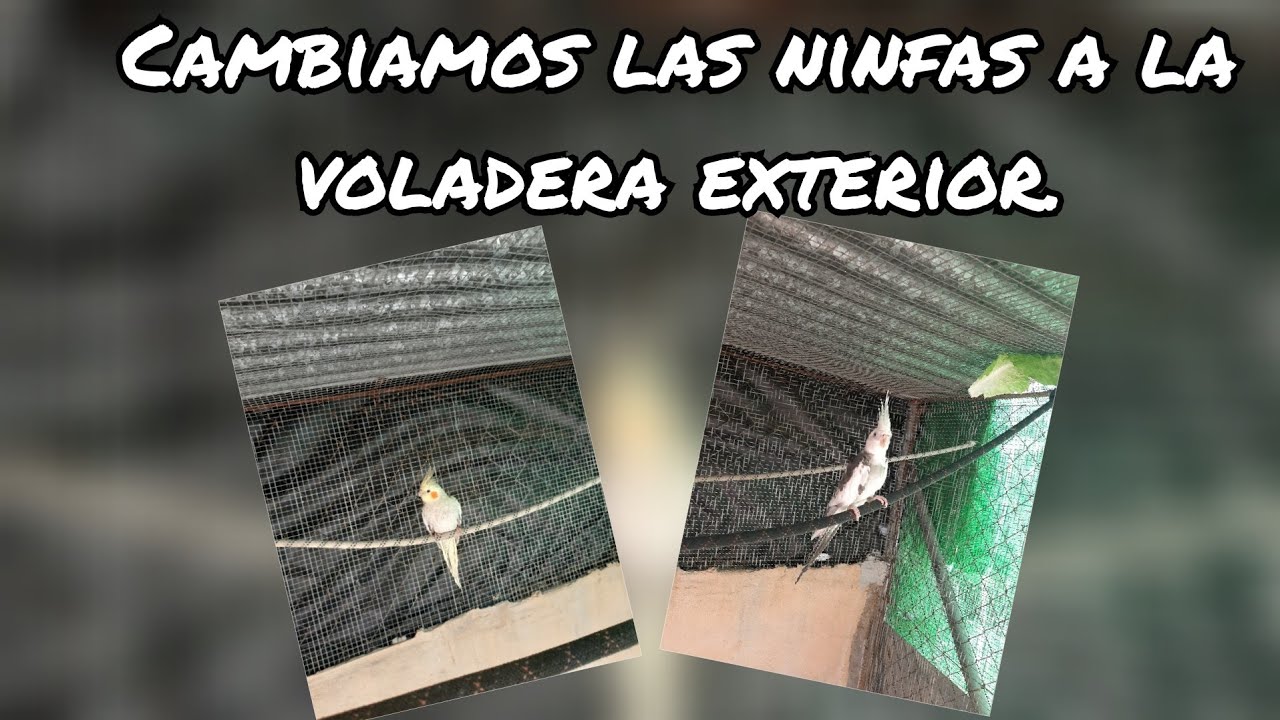 Cambiamos las ninfas a la voladera exterior