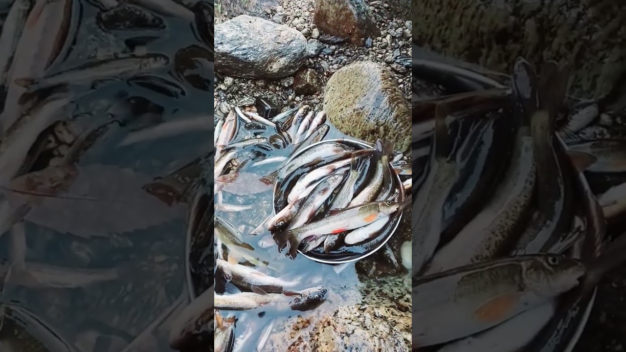 Pahadi Matwari pahadi machli#video #uttarakhand #fishing